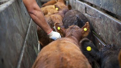 El Senasa permite adelantar la vacunación antiaftosa a los productores que apliquen técnicas con fines reproductivos