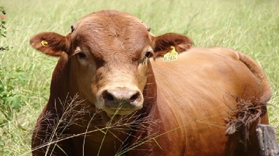 Desarrollan nueva línea de ganado Criollo de gran valor comercial