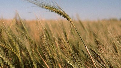 Un escenario alentador para el negocio de la cebada: claves para aprovecharlo
