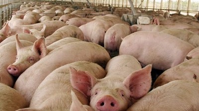 Siguen firmes las importaciones de carne de cerdo