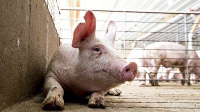Alerta en Asia por un brote de peste porcina africana en China