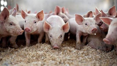 La FAO alerta de una posible propagación de la peste porcina desde China