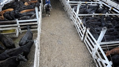 Mercado de Liniers: la corrida del dólar impactó en la plaza