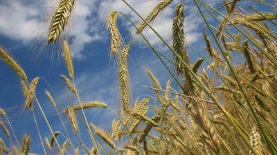 Las rotaciones con gramineas se van a duplicar en el 2018 - GEA - BCR