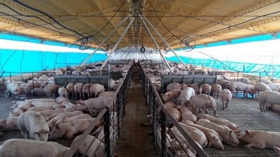 Retenciones. Apenas un condimento en la crisis del sector porcino