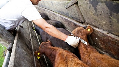 Segunda campaña de vacunación contra la fiebre aftosa de 2018