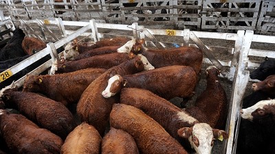 Mercado de Liniers: la oferta condicionó las cotizaciones
