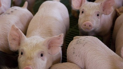 Alerta por el avance de peste porcina africana en China y Europa