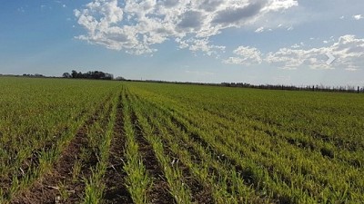 Destacan que el trigo mantiene una condición entre buena y excelente en gran parte de Buenos Aires y sur de Santa Fe