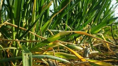 Reservas de agua para el trigo: adecuadas en el este de la zona núcleo y escasas en el oeste