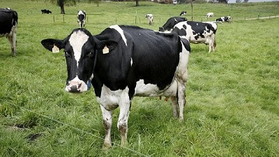 Cayó el precio al productor en Uruguay