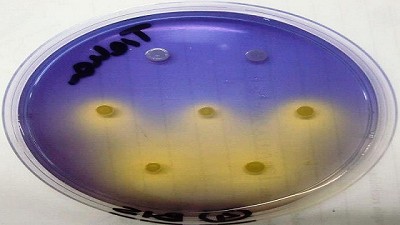 Modernizan la normativa en biotecnología microbiana