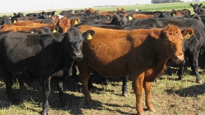 Nueva estimación del stock: aumento de 500 mil cabezas
