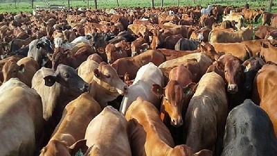 En septiembre se faenaron 146,4 mil cabezas menos con respecto a agosto