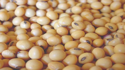 Agroindustria aprobó la primera soja tolerante a la sequía
