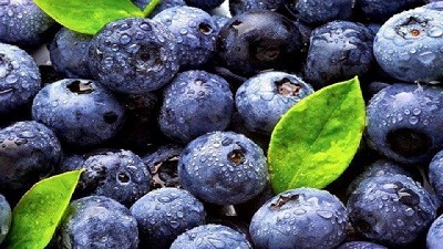 Destacan el potencial de crecimiento del arándano