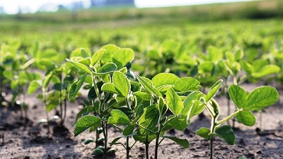 Las retenciones preocupan a los productores: la soja se sembrará con mucha dubitación