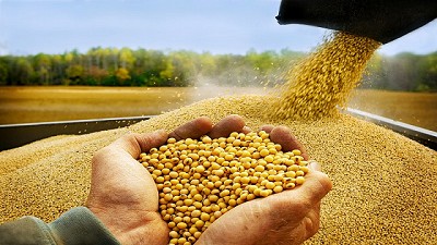 La molienda de soja 2017/2018 cae 17 % por sequía y menor rentabilidad