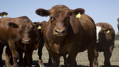 Nuevos sistemas de Clasificación para faena y de Tipificación Bovina