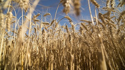 Lanzan el Análisis Gratuito de la Calidad de Trigo