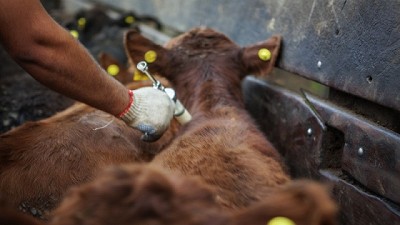 En Paraná, se vacunará contra la aftosa por última vez en mayo de 2019