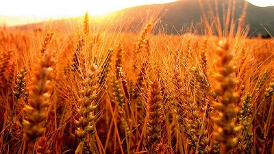 La producción proyectada de trigo cordobés es un 24% menor al 2017/18