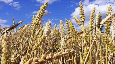 Entre Ríos y Buenos Aires contienen la caída productiva del trigo - GEA - BCR 