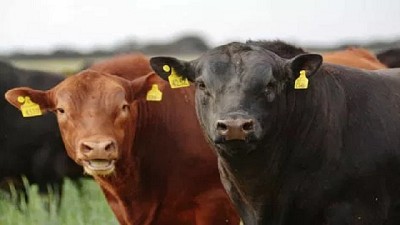 Chile importará genética bovina de la Patagonia argentina
