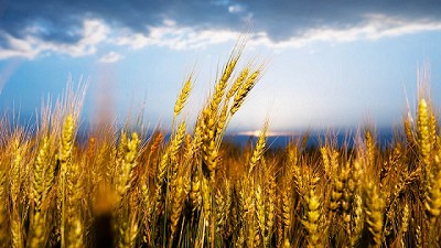 Los productores pueden evaluar anticipadamente la calidad de sus trigos