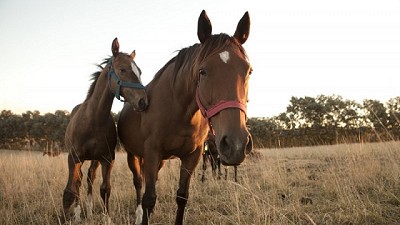 Nuevos casos de estomatitis vesicular en equinos