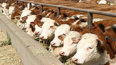 Problemas para los feedlots: pérdidas y caída del encierre