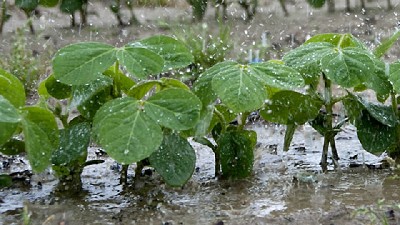 Mucha agua y productores atentos a los movimientos de la soja