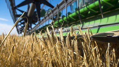 Trigo: un cultivo que no deja de dar satisfacciones