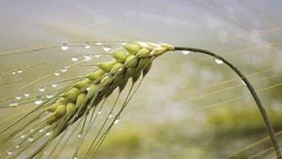¿Cómo repercuta el exceso de lluvias en el trigo?