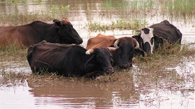 Inundaciones: cómo manejar el ganado y reducir el impacto