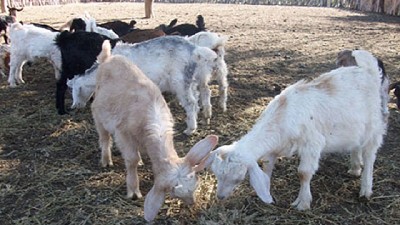 Cabras: estudian las carencias minerales para detectar enfermedades