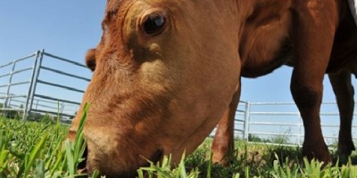 Apuntes para evitar intoxicaciones en los rodeos