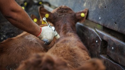 Primera campaña anual de vacunación contra la fiebre aftosa
