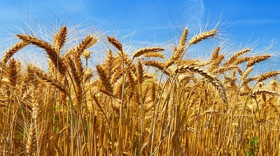 El trigo se expande a mercados no tradicionales y los exportadores adelantan sus compras 2019/20
