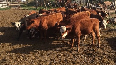 Resolución sobre Peso de Faena