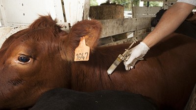Del 1° de abril al 30 de mayo se vacunará contra la fiebre aftosa y la brucelosis en Chaco