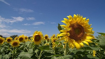 El girasol en boca de sus protagonistas