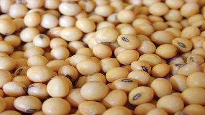 Creció 6,5% la exportación del complejo sojero argentino