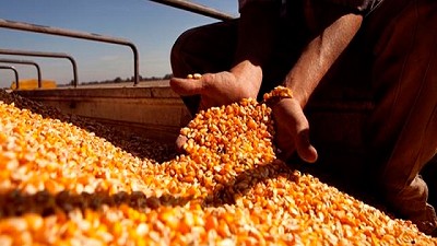 Las exportaciones mensuales de maíz son récord por segundo mes consecutivo