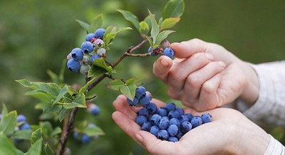 Productores de arándanos miran a China de cara a la temporada 2019