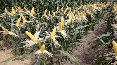 Monitor de Estimaciones Agrícolas: La cosecha 2018-2019 consolida su récord
