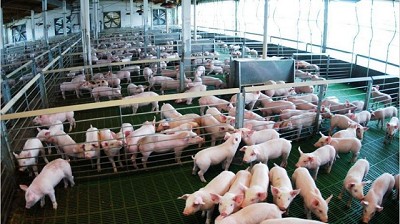 Peste porcina: una oportunidad para las carnes argentinas