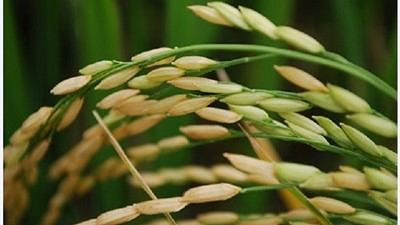 El gobierno coreano se esfuerza por reducir la producción de arroz