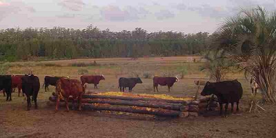Aprovechan el descarte de cítricos para alimentar vacas