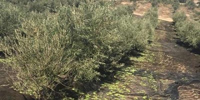 “Un gran aliado” contra el calentamiento global
